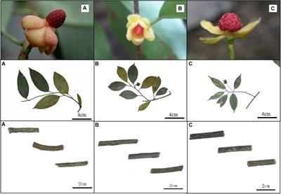 A Comprehensive Comparative Study for the Authentication of the Kadsura Crude Drug